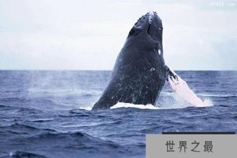 鲸鱼有多少种?鲸鱼在地球生活多少年?