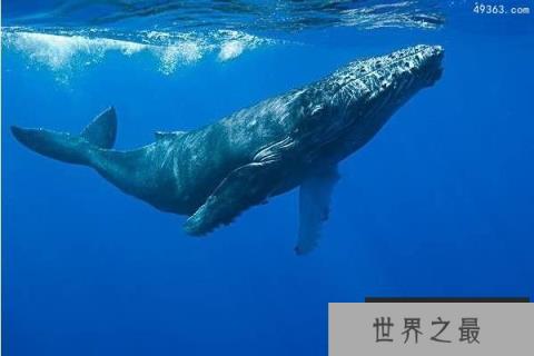 鲸鱼有多少种?鲸鱼在地球生活多少年?