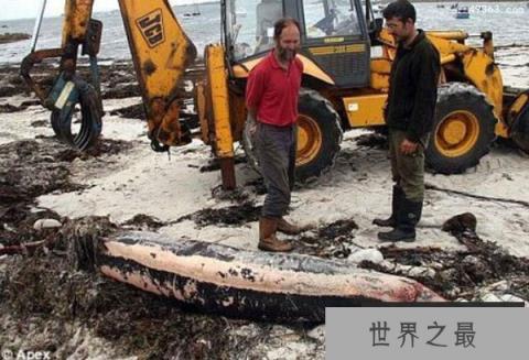 英国海岸惊现罕见海洋动物“剑吻鲸”尸体