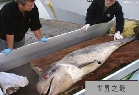 英国海岸惊现罕见海洋动物“剑吻鲸”尸体
