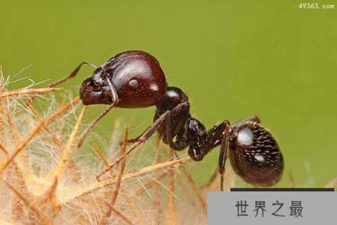 蚂蚁疯狂般的交配解密 交配后雄蚁会死