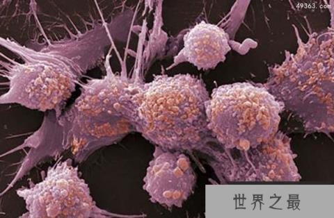 死亡植物或揭示地震如何发生和停止