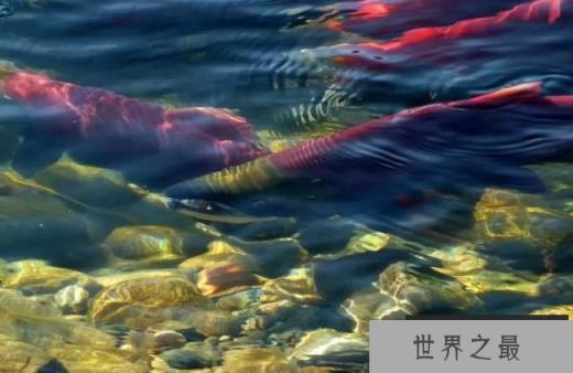 十大动物迁徙奇迹 北极燕鸥飞行数万公里