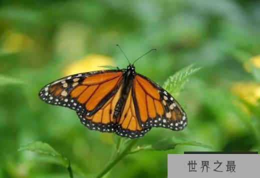 十大动物迁徙奇迹 北极燕鸥飞行数万公里