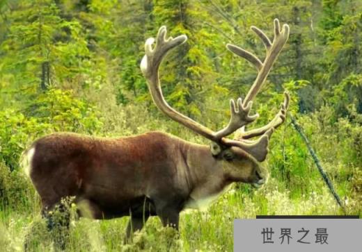 十大动物迁徙奇迹 北极燕鸥飞行数万公里