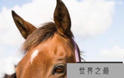 动物功能特殊十大部位 飞蛾的生殖器可发射超声波