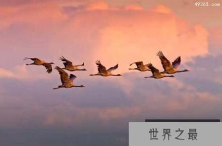 鸟类如何实现千里迁徙之谜