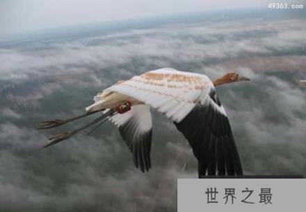 鸟类如何实现千里迁徙之谜