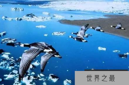 鸟类如何实现千里迁徙之谜