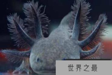 六角龙鱼色彩鲜艳,国际市场最受欢迎的宠物