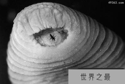 十种最怪的新动物物种：自我克隆的蜥蜴