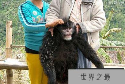 十种最怪的新动物物种：自我克隆的蜥蜴