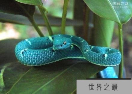 最为罕见的蛇,你知道蓝蛇吗就是通体蓝色的蛇(变异蓝化)