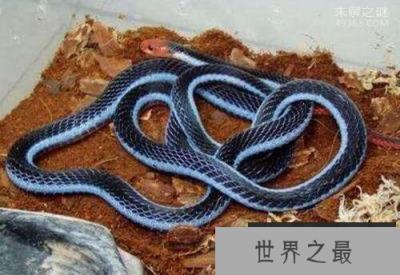 最为罕见的蛇,你知道蓝蛇吗就是通体蓝色的蛇(变异蓝化)