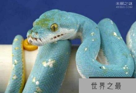 最为罕见的蛇,你知道蓝蛇吗就是通体蓝色的蛇(变异蓝化)