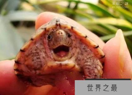 剃刀龟要怎么养?世界上最凶的乌龟
