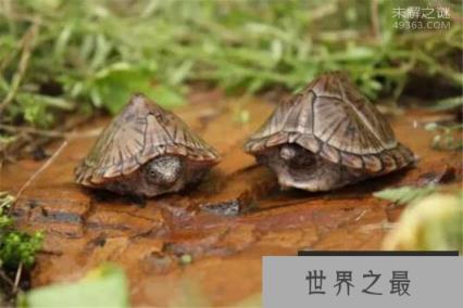 剃刀龟要怎么养?世界上最凶的乌龟