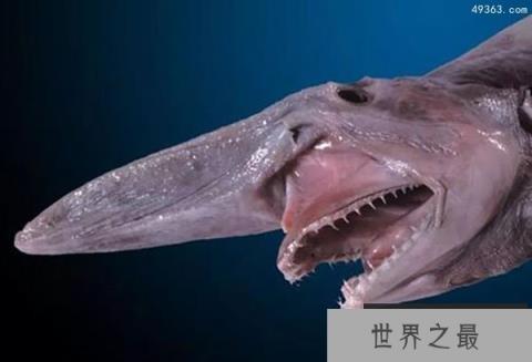澳大利亚东南海域发现罕见的“深海怪物”(欧氏尖吻鲛)