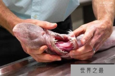 澳大利亚东南海域发现罕见的“深海怪物”(欧氏尖吻鲛)