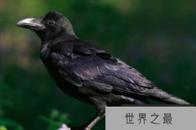 科学家发现乌鸦有着惊人的“思考能力”