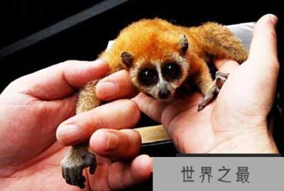 平均挪动一步需要12秒蜂猴手肘竟会喷射毒液