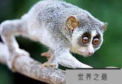 平均挪动一步需要12秒蜂猴手肘竟会喷射毒液