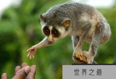 平均挪动一步需要12秒蜂猴手肘竟会喷射毒液