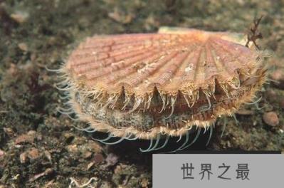 英格兰捕获的巨海扇蛤,吃下肚子会怎样？