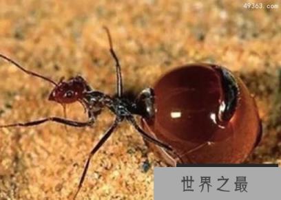 爆炸蚂蚁的爆炸过程,自爆行为使得部落兴旺