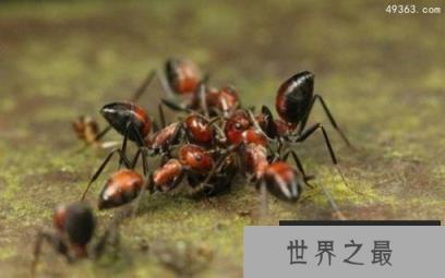 爆炸蚂蚁的爆炸过程,自爆行为使得部落兴旺