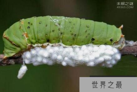 僵尸毛虫的不死之谜:变成傀儡的可怜虫