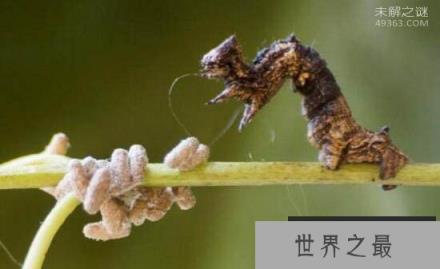 僵尸毛虫的不死之谜:变成傀儡的可怜虫