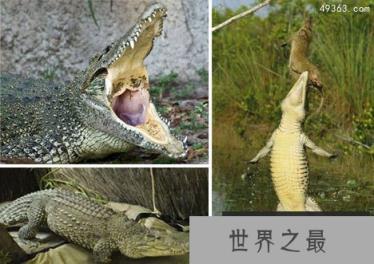 10年前12种最珍稀的珍稀动物如今怎么样了！