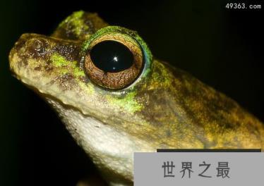 10年前12种最珍稀的珍稀动物如今怎么样了！