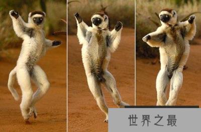 马达加斯加狐猴面临灭绝危险 