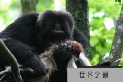 马达加斯加狐猴面临灭绝危险 