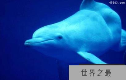 即将灭绝罕见动物 世界上最濒危的动物