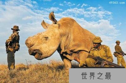 即将灭绝罕见动物 世界上最濒危的动物