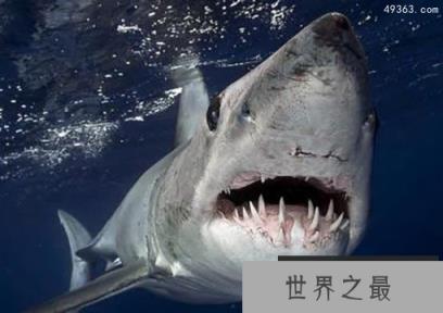 揭开鲨鱼六大独特秘密：鲨鱼不爱吃人