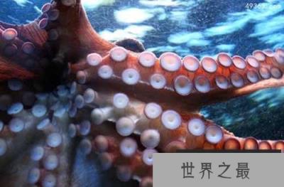 研究发现：章鱼不仅能感知生理疼痛，还有情绪反应