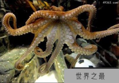 研究发现：章鱼不仅能感知生理疼痛，还有情绪反应