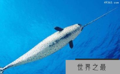 独角鲸的长牙之谜:传说中的独角兽