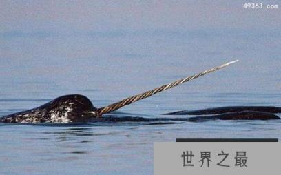 独角鲸的长牙之谜:传说中的独角兽