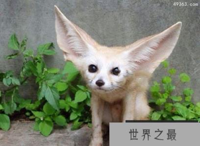 耳廓狐在中国可以养吗?超级大耳朵非常可爱