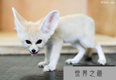 耳廓狐在中国可以养吗?超级大耳朵非常可爱