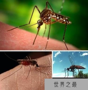 十大吸血鬼动物:七鳃鳗牙如尖刀嘴如吸盘