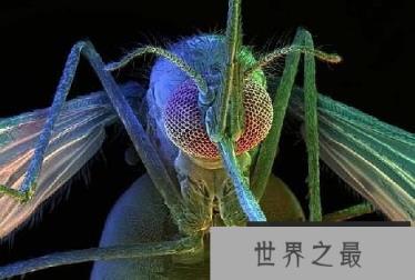 十大吸血鬼动物:七鳃鳗牙如尖刀嘴如吸盘