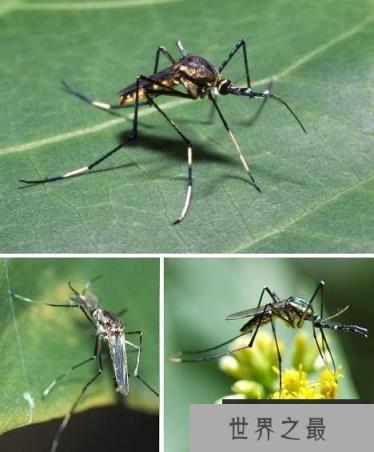 十大吸血鬼动物:七鳃鳗牙如尖刀嘴如吸盘