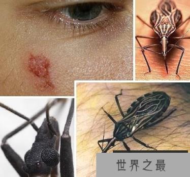 十大吸血鬼动物:七鳃鳗牙如尖刀嘴如吸盘