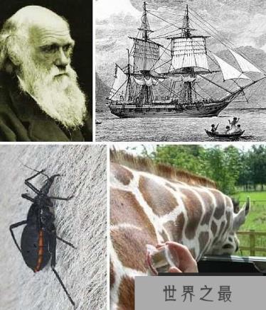 十大吸血鬼动物:七鳃鳗牙如尖刀嘴如吸盘